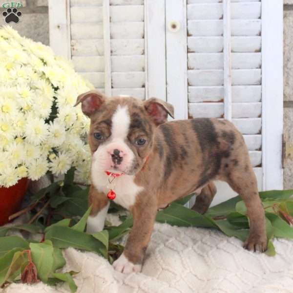Tanner, Boston Terrier Puppy