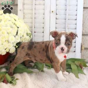 Tanner, Boston Terrier Puppy