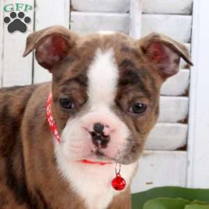 Tanner, Boston Terrier Puppy
