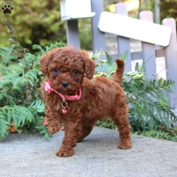 Tarts, Toy Poodle Puppy