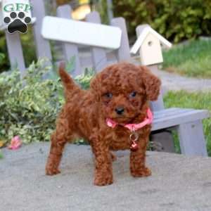 Tarts, Toy Poodle Puppy