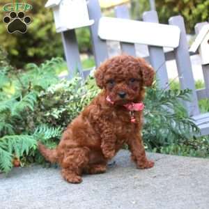 Tarts, Toy Poodle Puppy