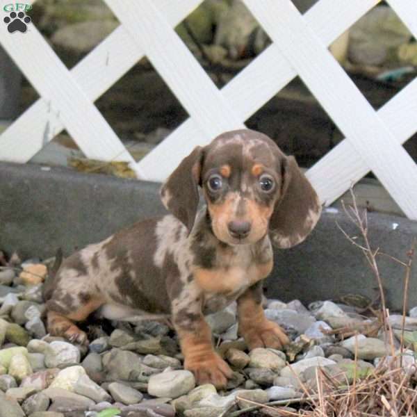 Tasha, Dachshund Puppy