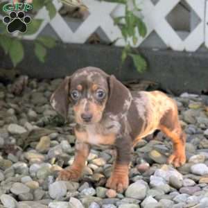 Tasha, Dachshund Puppy