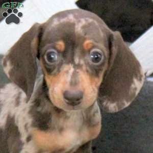 Tasha, Dachshund Puppy