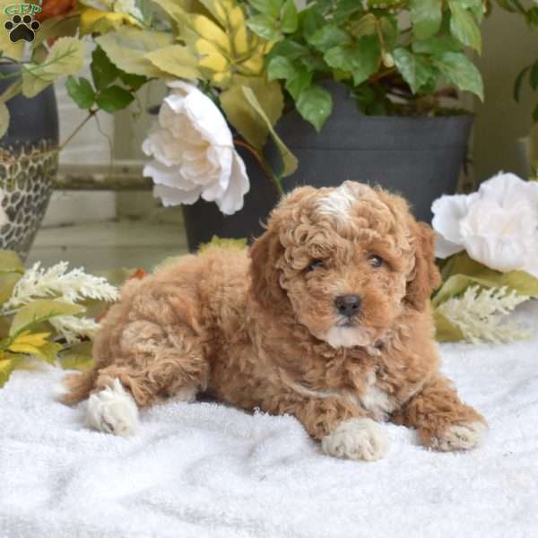 Teddy, Bich-Poo Puppy