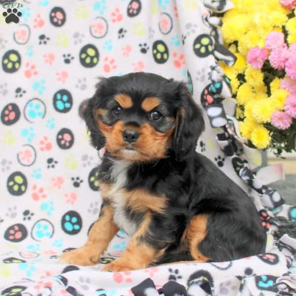 Teddy, Cavalier King Charles Spaniel Puppy