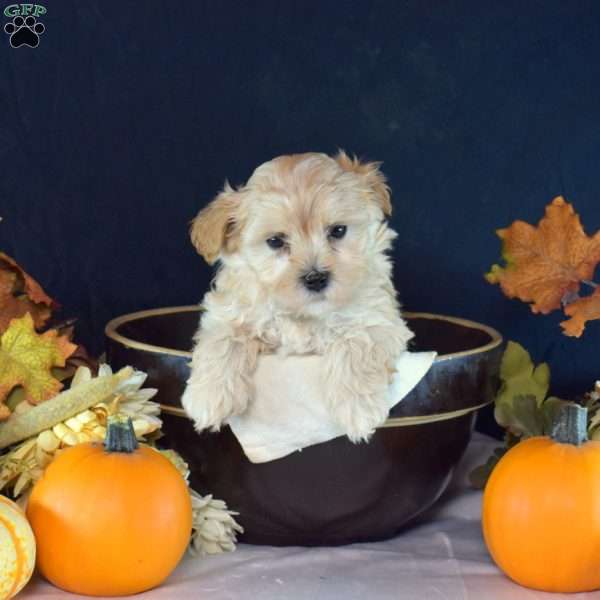 Teddy, Maltipoo Puppy