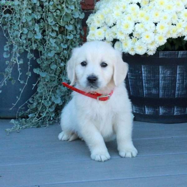 Teddy, English Cream Golden Retriever Puppy