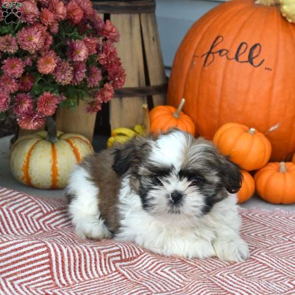 Teddy, Shih Tzu Puppy
