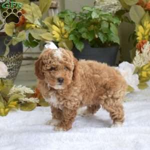 Teddy, Bich-Poo Puppy