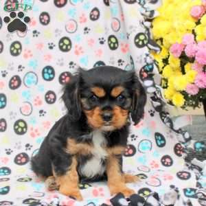 Teddy, Cavalier King Charles Spaniel Puppy