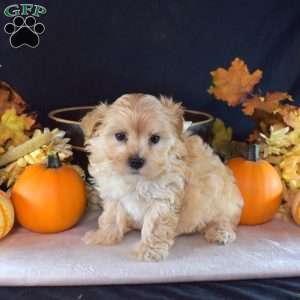 Teddy, Maltipoo Puppy