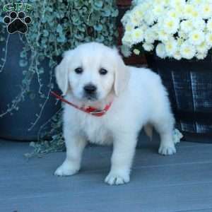 Teddy, English Cream Golden Retriever Puppy