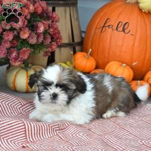 Teddy, Shih Tzu Puppy