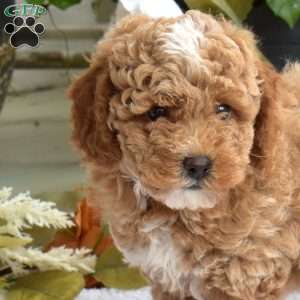 Teddy, Bich-Poo Puppy