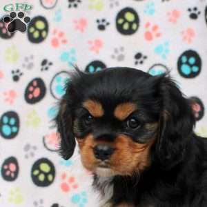 Teddy, Cavalier King Charles Spaniel Puppy