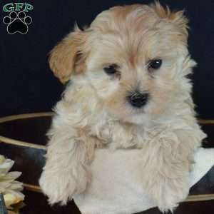 Teddy, Maltipoo Puppy