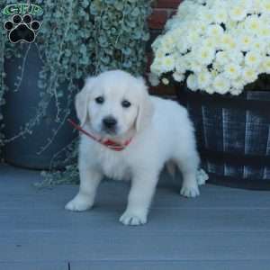 Teddy, English Cream Golden Retriever Puppy