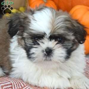 Teddy, Shih Tzu Puppy