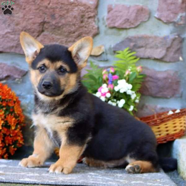 Teddy, German Shepherd Mix Puppy