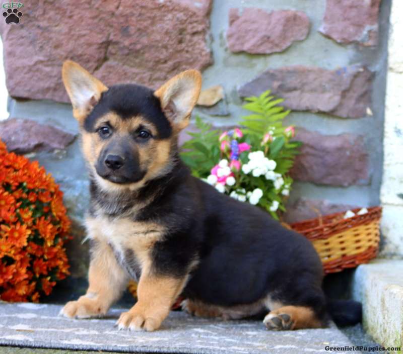 Teddy (Mixed breed, Male) in Honey Brook, PA