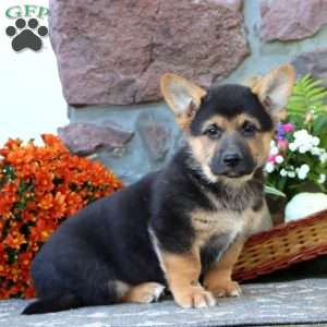 Teddy, German Shepherd Mix Puppy