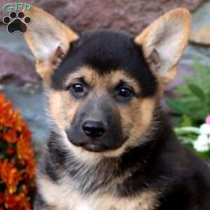 Teddy, German Shepherd Mix Puppy