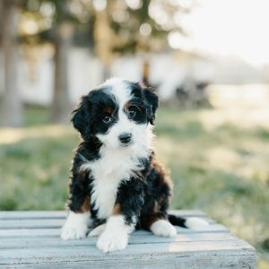 Teddy, Mini Bernedoodle Puppy
