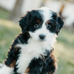Teddy, Mini Bernedoodle Puppy