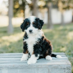 Teddy, Mini Bernedoodle Puppy