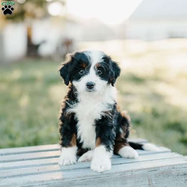 Teddy, Mini Bernedoodle Puppy