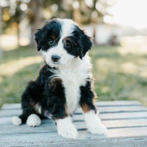 Teddy, Mini Bernedoodle Puppy