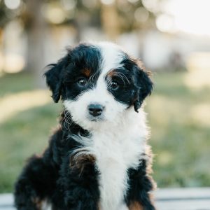 Teddy, Mini Bernedoodle Puppy