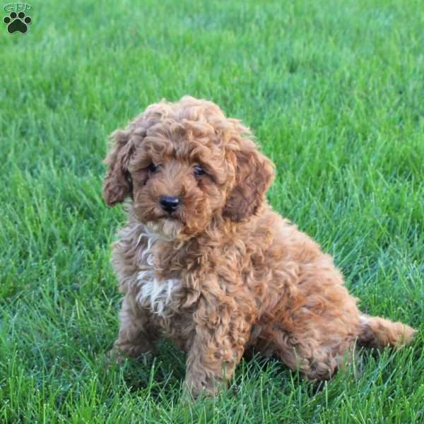 Teresa, Miniature Poodle Puppy