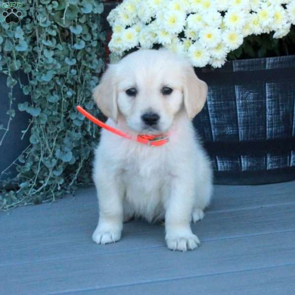 Teresa, English Cream Golden Retriever Puppy