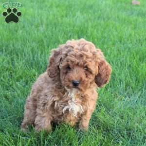 Teresa, Miniature Poodle Puppy