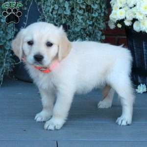 Teresa, English Cream Golden Retriever Puppy