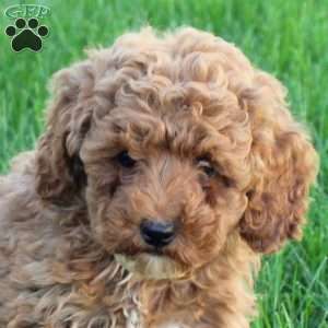 Teresa, Miniature Poodle Puppy
