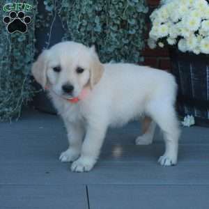 Teresa, English Cream Golden Retriever Puppy