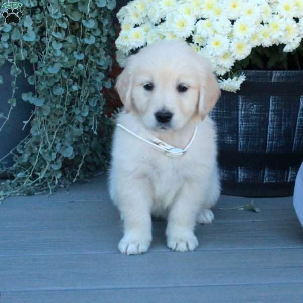 Tessa, English Cream Golden Retriever Puppy