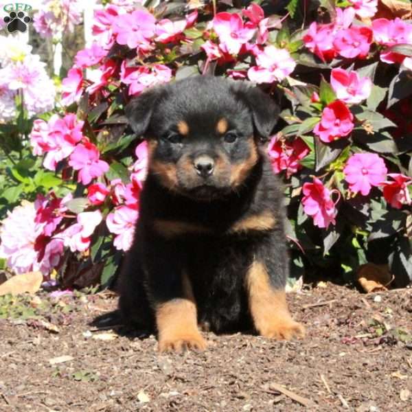 Tessa, Rottweiler Puppy