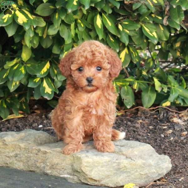 Tessa, Toy Poodle Puppy