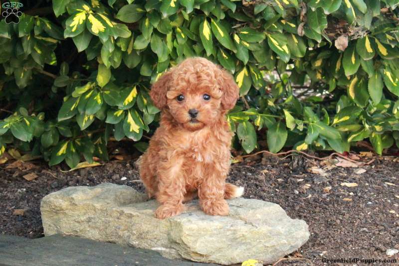 Tessa (Toy Poodle, Female) in Oxford, PA
