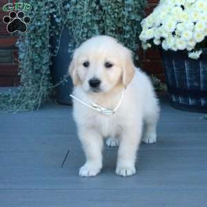Tessa, English Cream Golden Retriever Puppy