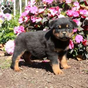 Tessa, Rottweiler Puppy