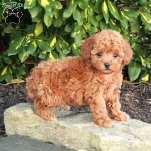 Tessa, Toy Poodle Puppy