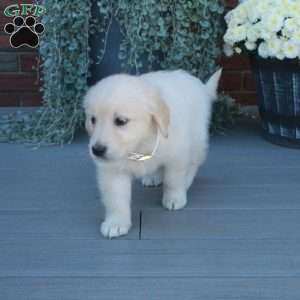 Tessa, English Cream Golden Retriever Puppy