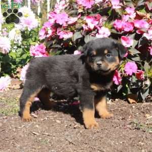 Tessa, Rottweiler Puppy