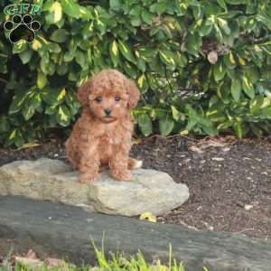 Tessa, Toy Poodle Puppy